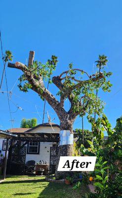 Eduardo Tree Service