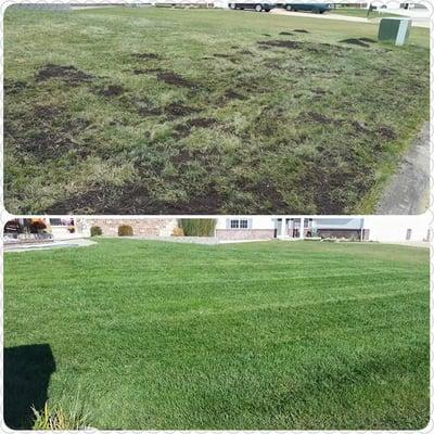 Dethatch,  Aeration, overseeding,  fertilizer,  top dressed with compost,  water water and more water!