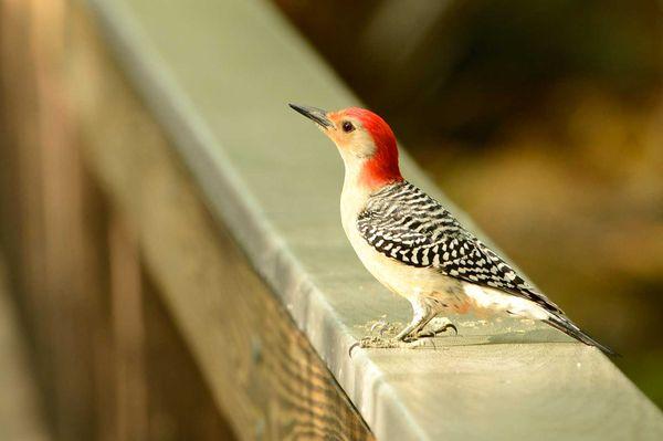 Red Bellied Woodpecker