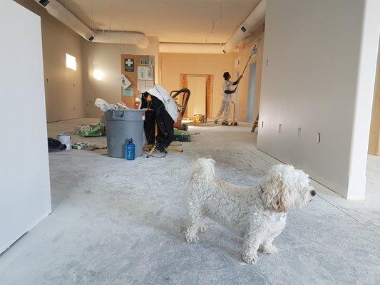 Do you know how we can tell this dog is the foreman? He's barking out orders!
 Photo by Cal David