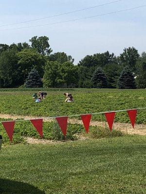 Some of the berry rows.