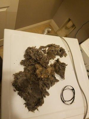 HUGE wet clog of dryer lint, 12 FEET up the wall dryer vent !! Major extraction effort!! Thanks Danny !!