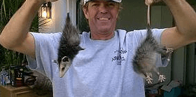 Found these possums during a garage clean out! Named them Frick and Frack and set them free!