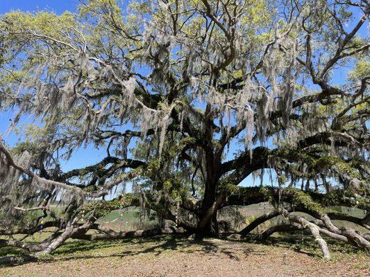 Hofwyl-Broadfield Plantation -- Easter Scavenger Hunt