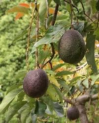 Avocado trees Leucadia