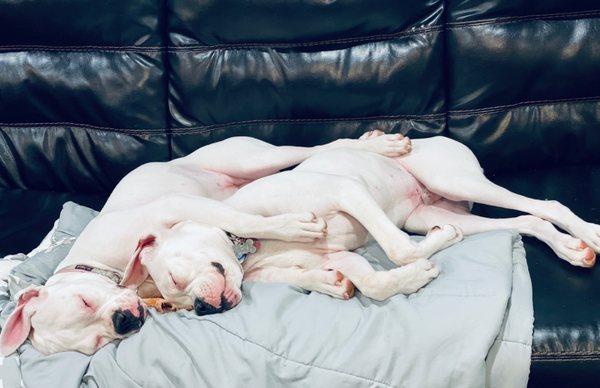 Lucy and Levi the white boxers snuggling!