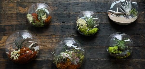 Glass Aeriums and Terrariums