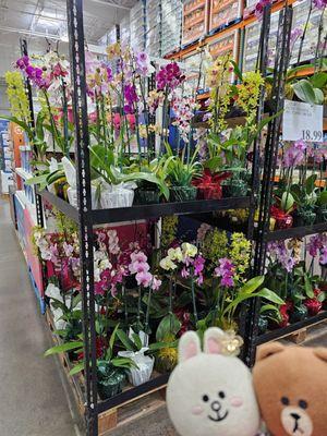 Orchid plants!