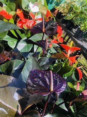 King anthuriums! Deep purple with red and pink and white beauties