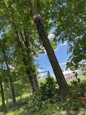 B&K Tree Pros