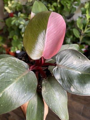 Pink Princess Philodendron