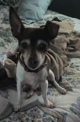 Sissy, Foxy's sister and a senior Chihuahua that has boarded with us a couple times and is always a sweetheart to have with us.