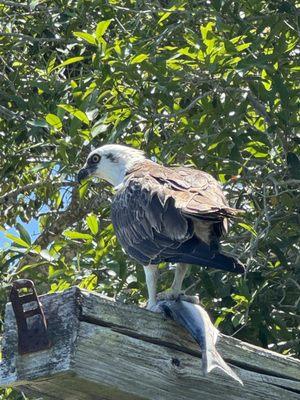 Osprey with a Fish