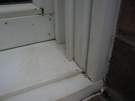 Metro Guard Termite and Pest Control has solutions for all kinds of ants.   We use odorless pest products that work fast