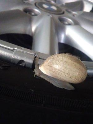 Snail found on a cusomers tire