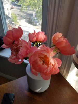 Coral charm peonies