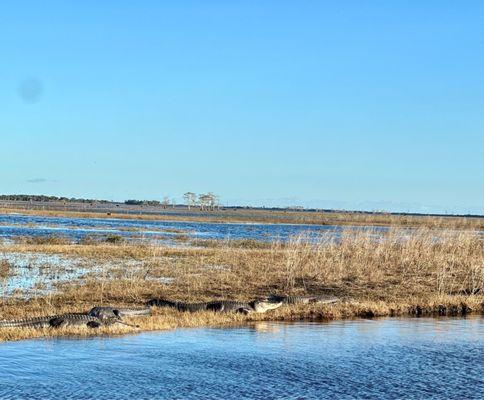 Airboat Rides At Midway