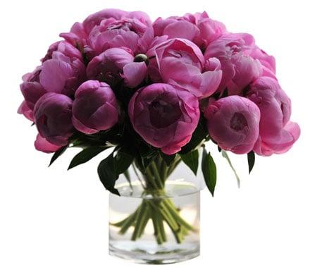 Pink Peonies