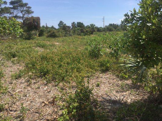 a field of weeds