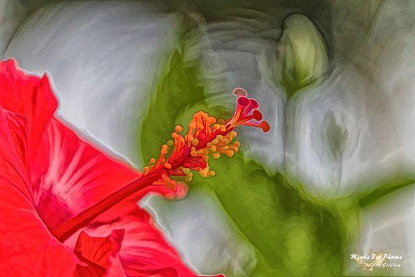 Red Hibiscus as an acrylic photo art.