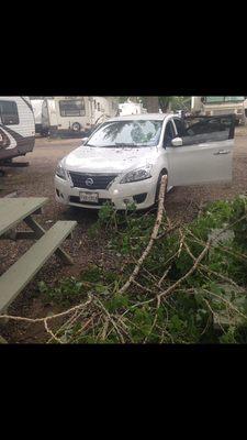 Just Pictures of the tree that fell on my car caved the roof and the windshield !!