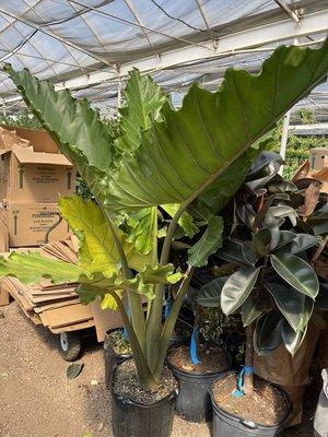 Alocasia