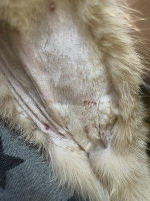 Several cuts, including many near his leg that can be seen by zooming into the area.