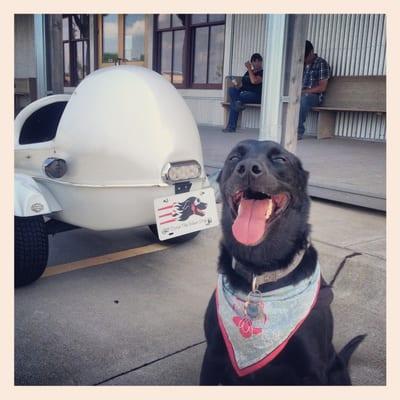 Dyna the Biker Dog visits frontier Harley-Davidson and meets Shep, their in house DOG