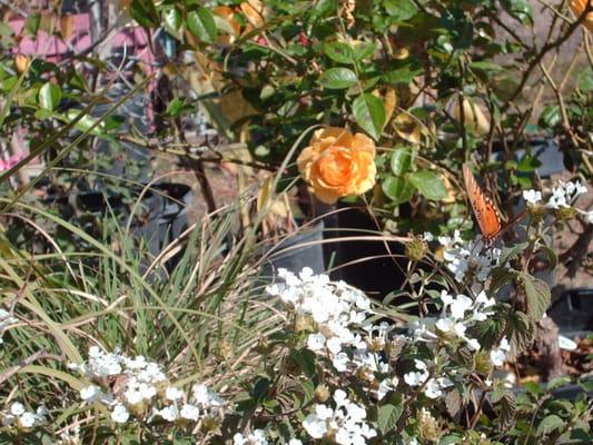 Spirea, Bicolor Iris, and Julia Childs rose.