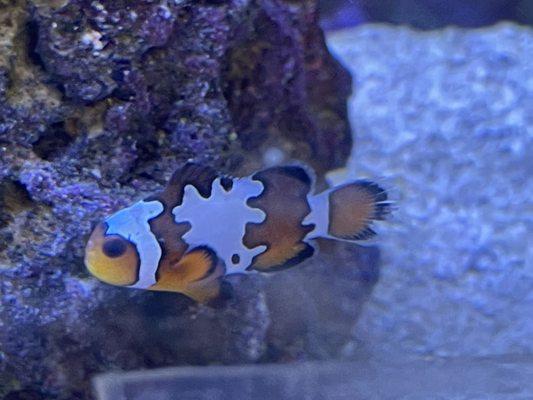 Our first clownfish