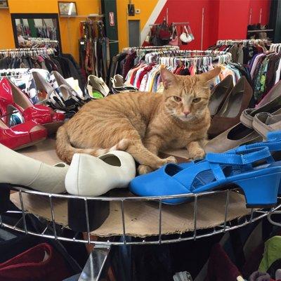 Store cat!