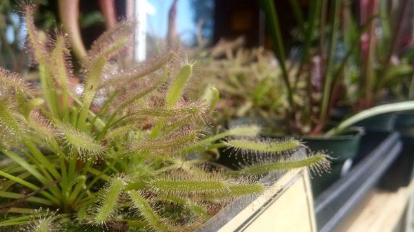 Cape Fear Sundew