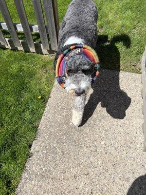 I love to catch the frisbee and flip up on my head