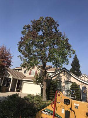 Red taillow tree after trimming