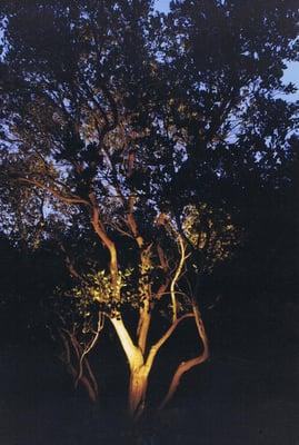 The lights on this tree bring it into focus as a specimen after the sun goes down.