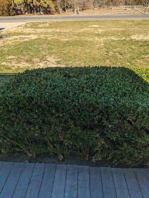 Beautiful trimmed boxwood bushes