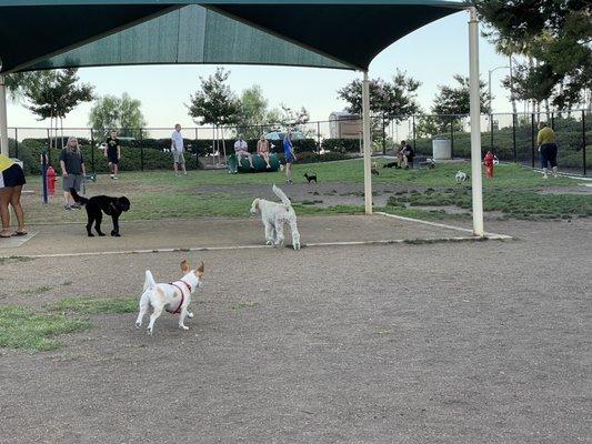 Happy pups