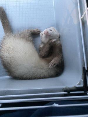 Ferret