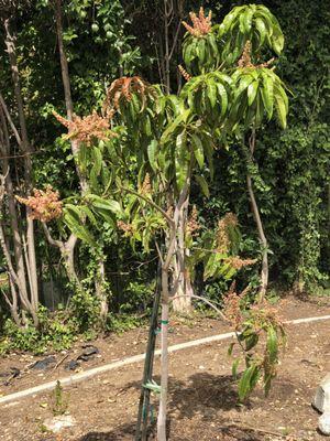 Flowering, happy kinsington mango looking good after a chilly winter.