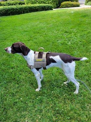 Scout pointing at some birds while on a walk.