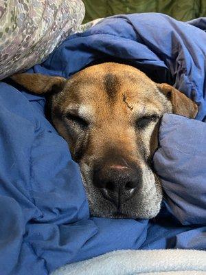 Resting after her first big wknd at a boarding facility.