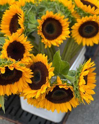 Beautiful sunflowers