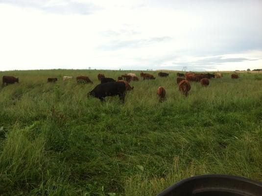 Cattle enjoying their daily pasture move