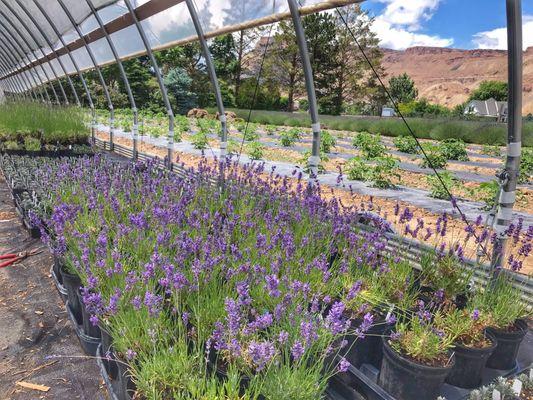 Growing Sprigs and Sprouts