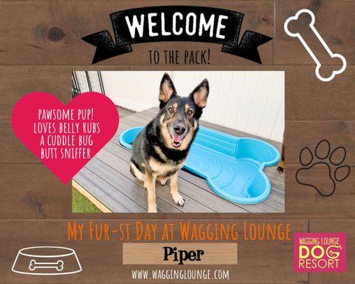 Wagging Lounge Dog Resort