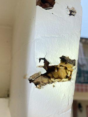 Live Termites!
 Call (714) 222-1326