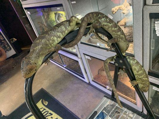 The Prehensile Tailed Skink of the Solomon Islands!