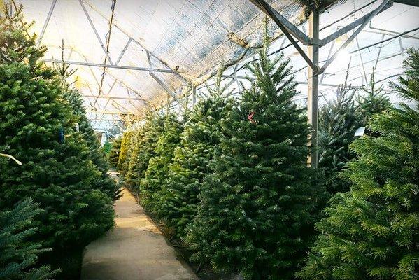 greenhouse grown Christmas trees