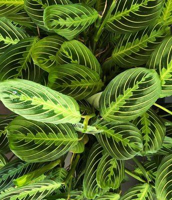 Lemon lime maranta / calathea / prayer plant