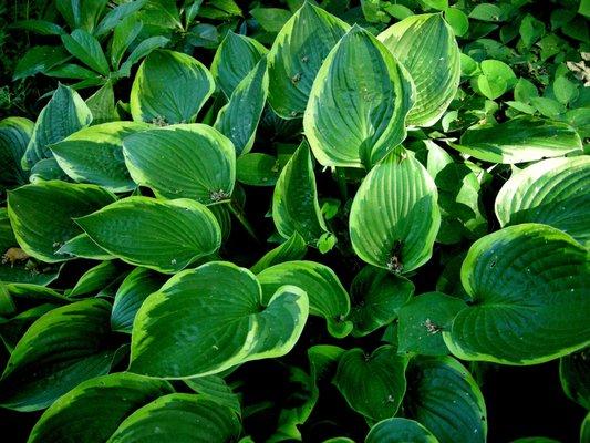 Hostas